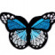 Nažehlovačka - Motýľ - Modrá tyrkysová