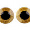 Bezpečnostné oči glitrové Ø40 mm - Zlatá